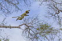 Golden-crowned sifaka (Propithecus tattersalli) leaping through forest canopy, near Daraina, Madagascar. Critically endangered.