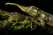 Pinocchio lizard (Anolis proboscis) male, resting on moss-covered log, Mindo, Pichincha, Ecuador.