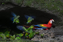 Scarlet macaw (Ara macao), Orange-cheeked parrots (Pyrilia barrabandi) and Cobalt-winged parakeets (Brotogeris cyanoptera) drinking water at an Upper Amazon clay lick, Yasuni National Park, Orellana,...