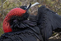 Great frigate birds (Fregata minor) pair in courtship display, male with gular sac inflated, North Seymour Island, Galapagos Islands.