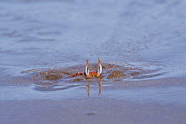 Painted ghost crab (Ocypode gaudichaudii) buried in sand, Santiago Island, Galapagos Islands.