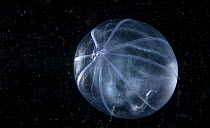 Comb jelly (Bolinopsis sp.) portrait, Portugal, Atlantic Ocean.
