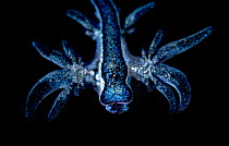 Blue sea slug (Glaucus atlanticus) juvenile, portrait, Portugal, Atlantic Ocean.
