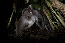 South American tapir (Tapirus terrestris) foraging in undergrowth at night, Atlantic rainforest, Sao Paulo, Brazil. Endangered