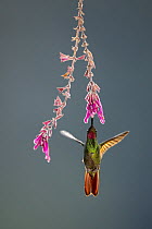 Brazilian ruby hummingbird (Clytolaema rubricauda) male, feeding on flower in Atlantic rainforest, Brazil.