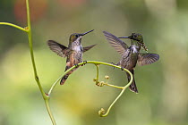 Festive coquette hummingbirds (Lophornis chalybeus) pair, perched on branch spreading their wings, Atlantic rainforest, Brazil.