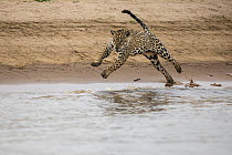 Jaguar (Panthera onca) running along a sandy beach, Pantanal, Mato Grosso, Brazil.