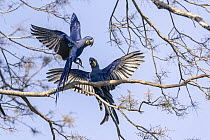 Two Hyacinth macaws (Anodorhynchus hyacinthinus) landing on branch, one squawking at the other, Pantanal, Mato Grosso, Brazil.