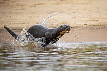 Giant otter (Pteronura brasiliensis) running through shallow water along riverbank, Pantanal, Mato Grosso, Brazil. Endangered.