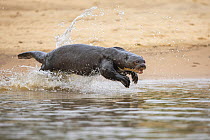Giant otter (Pteronura brasiliensis) running through shallow water along riverbank, Pantanal, Mato Grosso, Brazil. Endangered.