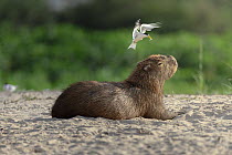 Capybara (Hydrochoerus hydrochaeris) resting on sand with bird landing on its head, Pantanal, Mato Grosso, Brazil.
