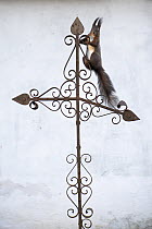 Red squirrel (Sciurus vulgaris) sitting on metal cross on top of tomb, Verteskozma, Hungary. February.