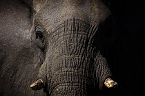 African elephant (Loxodonta africana) head portrait, Okavango Delta, Botswana. Endangered.