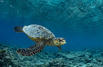 Hawksbill turtle (Eretmochelys imbricata) swimming over a damaged reef, South Ari Atoll, Maldives. Critically endangered.