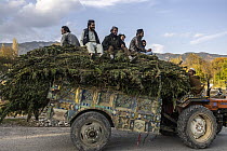 Group of men sitting on top of their Cannabis crop on the back of a tractor,  Quetta region, Pakistan. October, 2023.