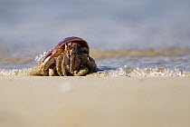 Land hermit crab (Coenobita perlatus) without a shell searching for new one on beach, Mauritius.