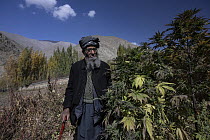 Afghan farmer standing next to Cannabis crop. Cannabis cultivation is a centuries-old tradition, now illegal in Afghanistan. Afghanistan. October, 2023.