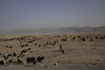 Afghan farmer with his herd of sheep in arid landscape with mountains in background, Afghanistan. October, 2023.