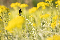 Fantailed widowbird (Euplectes axillaris) perched among yellow flowers, Balgowan, KwaZulu-Natal midlands, South Africa.