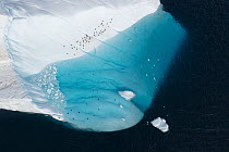 Aerial view of group of Adelie penguins (Pygoscelis adeliae) standing on a large iceberg and swimming in a turquoise pool, Weddell Sea, Antarctica.