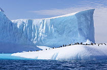 Adelie penguin (Pygoscelis adeliae) colony standing alongside a huge blue iceberg, Weddell Sea, Antarctica.