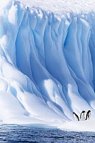 Two Adelie penguins (Pygoscelis adeliae) and a Gentoo penguin (Pygoscelis papua) standing next to a huge blue iceberg, Weddell Sea, Antarctica.