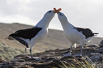 Black-browed albatrosses (Thalassarche melanophris) pair, courtship display, Falkland Islands. January.