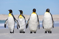 Four King penguins (Aptenodytes patagonicus) walking side by side on a white sand beach, Volunteer Point, Falkland Islands.