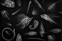 Skeletons of various tropical reef fish from a collection of the Department of Marine Science, Chulalongkorn University, exposed with X-ray imaging, Bangkok, Thailand, August, 2023. The image is arran...
