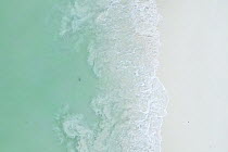 Aerial view of Blacktip reef shark (Carcharhinus melanopterus) pup prowling over a sand flat along the water's edge by the beach of Maya Bay, Hat Noppharat Thara - Mu Koh Phi Phi National Park, Krabi,...