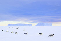 Group of Emperor penguins (Aptenodytes forsteri) most likely females, gliding over the ice, returning from the open ocean after fishing bringing back food for their chicks, Atka Bay, Antarctica.