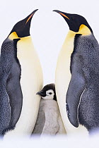 Emperor penguins (Aptenodytes forsteri) pair, standing face to face sheltering their chick, aged 3 months, Atka Bay, Antarctica.