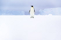 Emperor penguin (Aptenodytes forsteri) standing in front of two distant icebergs forming a gateway to the open ocean, Atka Bay, Antarctica.