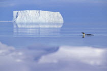 Emperor penguin (Aptenodytes forsteri) swimming in the calm ocean, with an iceberg in background, Atka Bay Antarctica.