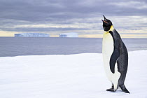 Emperor penguin (Aptenodytes forsteri) standing at the edge of the sea ice calling, Atka Bay, Antarctica.
