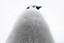 Emperor penguin (Aptenodytes forsteri) chick portrait, Atka Nay, Antarctica.