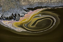 Soda deposits coloured by microorganisms and red algae, Lake Magadi, Rift Valley, Kenya. February, 2024.