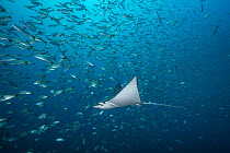 Pacific white-spotted eagle ray (Aetobatus laticeps) swimming through a shoal of fish, off Coco Beach, Guanacaste, Costa Rica, Pacific Ocean.