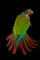 Venezuelan parakeet (Pyrrhura emma), National Aviary of Colombia, Bolvar, Colombia. Captive.