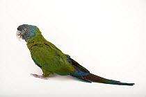 Blue-headed macaw (Primolius couloni), Tracy Aviary and Botanical Gardens, Salt Lake City, Utah, USA. Captive.