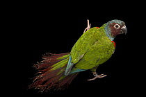 Goias parakeet (Pyrrhura pfrimeri), private collection, Belgium. Captive. Endangered.