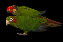 Hoffmann's parakeet (Pyrrhura hoffmanni) and Rose-fronted parakeet (Pyrrhura roseifrons) portrait, Nispero Zoo, Anton Valley, Panama. Captive.