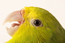 Close up of head of Blue-winged parrotlet (Forpus xanthopterygius flavissimus), Loro Park, Tenerife, Canary Islands.