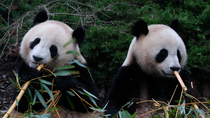 Giant panda (Ailuropoda melanoleuca) twins, Huanlili and Yuandudu, aged two and a half years, eating bamboo. The twins were born in August 2021. Zoo Parc de Beauval, France. Captive.
