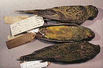 Three Night parrots (Pezoporus occidentalis), tagged museum specimens, Australian Museum, Sydney, Australia. Critically endangered.