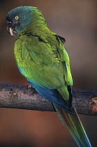 Blue-headed macaw (Primolius couloni) perched on branch, Peru. Captive. Endangered.