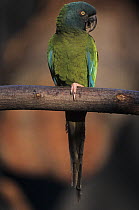 Blue-headed macaw (Primolius couloni) perched on branch, Peru. Captive. Endangered.