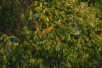 Blue-headed macaw (Primolius couloni) flock landing in tree, Tambopata Research Center, Tambopata, Puerto Maldonado, Peru. Endangered.