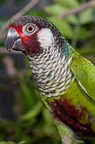 Azuero parakeet (Pyrrhura eisenmanni) head portrait, Cerro Hoya National Park, Panama. Captive. Endangered.