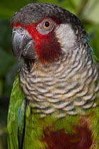 Azuero parakeet (Pyrrhura eisenmanni) portrait, Cerro Hoya National Park, Panama. Captive. Endangered.